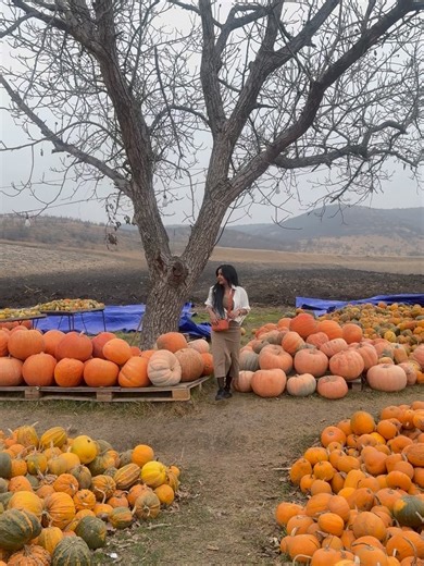 Alphy Panjikaran on Instagram: "This pic is just for pumpkin 🎃📸 No people, only pumpkin content 😌🎃 @horizon.holidays_"
