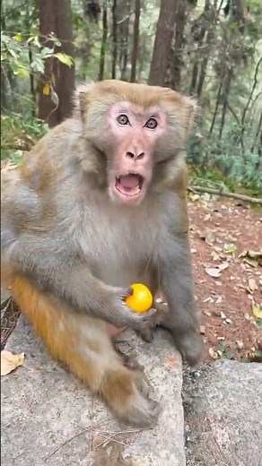 MONKEY CATCH 🐒 A FRUIT WHAT A CATCH #cricket catch