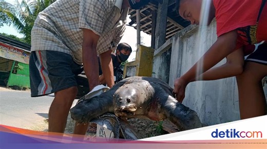 Hukum Makan Labi-labi atau Bulus dalam Islam, Halal atau Haram?
