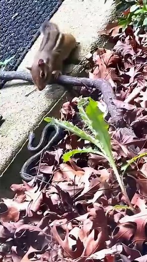 Cute chipmunk took down a snake with ease #animals #wildlife #shorts