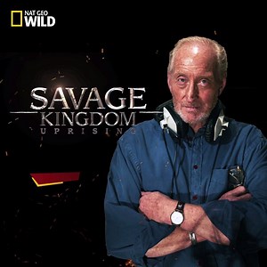 3 days to the premiere of "Savage Kingdom: Uprising" on Nat Geo WILD. Fun fact: The entire series is voiced by Charles Dance, aka Tywin Lannister on Game of Thrones! #SavageKingdomUprising | National Geographic Asia