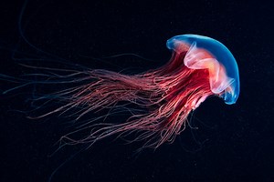 Campaign Against Deep-Seabed Mining