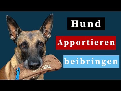 Hund Apportieren beibringen (Futterbeutel Training)