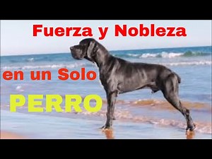 INCREDIBLE MIX! ROTTWEILER + GREAT DANE = THE PERFECT GIANT 🐶🔥