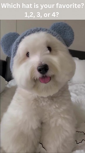 Dog Wearing Hats - Choose Your Favorite!