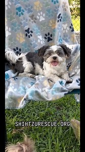 3.2K views · 108 reactions | Is your Heart Dog here at Shih Tzu Rescue? Located in South Florida. Shihtzurescue.org | Shih Tzu Rescue | Facebook