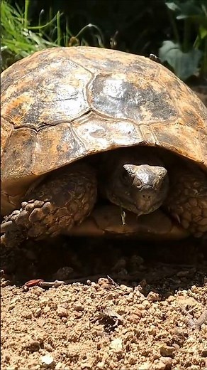 The life of baby tortoise 🐢🥲 #doyouknow #amazing #youtubeshorts