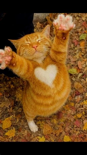 Perfect Timed Photos #aesthetic #perfect #satisfying #viralshorts pt.23