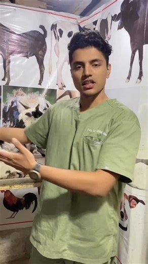Surg. Dr. Abdul Ahad 🥇 on Instagram: "goat C-section (Caesarean) is a surgical procedure to deliver kids when natural birth fails, typically done via a flank or midline incision, involving anesthesia, careful exteriorization of the gravid uterus, a uterine incision over a fetal limb, kid extraction, and meticulous closure of the uterus and abdomen, with antibiotics and pain relief crucial post-operatively for the dam’s recovery and future fertility. #pakistan #lahore #india #islamabad #karachi