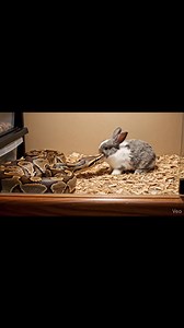 Reticulated python live baby rabbit feeding inside USA home setup | natural predator behavior captured Warning: [Warning: Live Feeding Video] This content shows animals feeding naturally as part of nature. No harm, no encouragement of violence. Educational wildlife content. #reticulatedpython #pythonfeeding #liverabbit #snakefeeding #wildlifedocumentary #predatorinstinct #reptileworld #naturecapture | Frog Feeding
