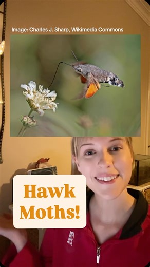Ash on Instagram: "Forgot to add the family name is Sphingidae, originally a stitch with @ bright17bright on tiktok! I’ve talked here and there about hawk moths in my videos, but there always seems to be more to say about them so I might do a longer video to put all the info in one place #hawkmoth #moth #insects #animals #nature #science #evolution #wildlife #reels"