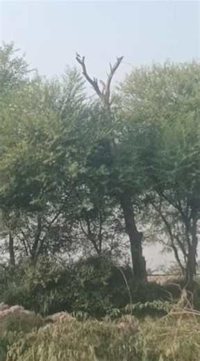 Dove hunting with gamo #duckblind