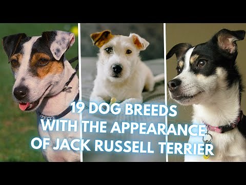 19 Dog Breeds That Look Like Jack Russell Terriers