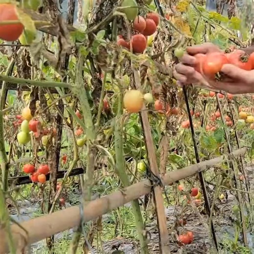 134K views · 1.5K reactions | Warmth when mother and child are together & Harvesting tomatoes to sell Cooking fish in tomato sauce 000 | JuliaM | Facebook