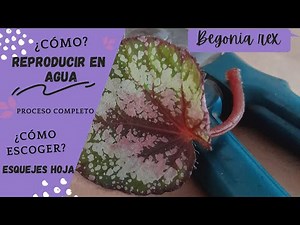 🛑Reproducción de Begonia Rex En agua 🌈🌟Selecciona sus Esquejes de hoja✅ Fácilmente