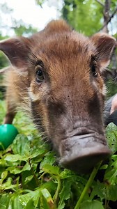 27K views · 1.1K reactions | Boops incoming!  Chive, the red river hog piglet, is starting to make surprise appearances around the Zoo as part of his ambassador animal training. Keep on the lookout the next time you’re here! | Nashville Zoo | Facebook