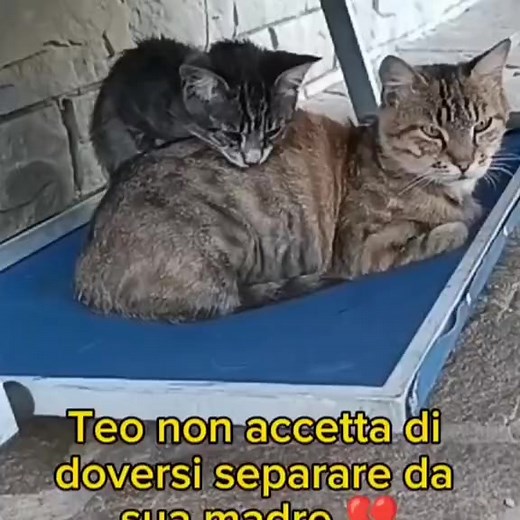 Frosinone info 339 6822853 Se non puoi adottare condividi, lascia un mi piace, commenta e aggiunti il video ai preferiti ❤️ Teo e Tigrotta sono una coppia di mici inseparabili alla ricerca di una casa amorevole. Sappiamo che l'adozione di una coppia può rappresentare una sfida, ma vogliamo dar loro la possibilità di continuare a condividere il loro affetto speciale. Tuttavia, capiamo anche che ciò potrebbe non essere sempre possibile. Pertanto, siamo aperti all'idea che Teo e Tigrotta possano tr