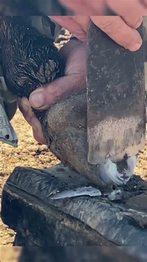 Revolutionizing Rural Farming: The Ultimate Support Plan for Farmers