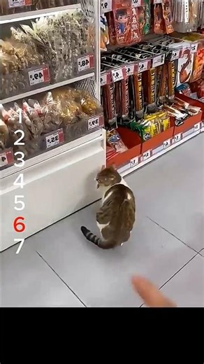 猫ちゃんの友達は宇宙人? 냥이 친구는 외계인? Is your cat friend an alien? #cat #やせる #funny #pets #やせる