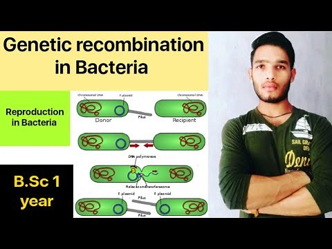 Reproduction in Bacteria / Genetic recombination in Bacteria