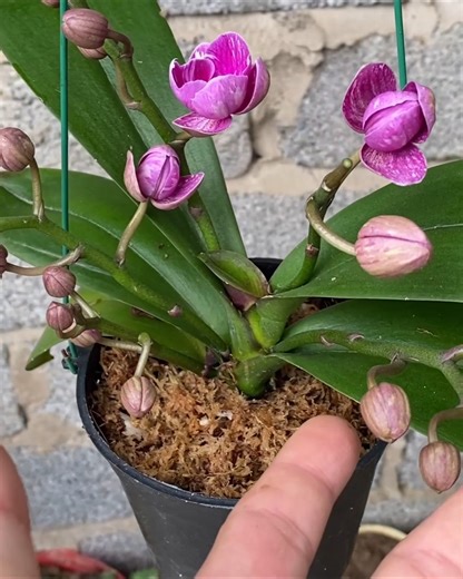I tried using garlic while caring for orchids and noticed healthier roots and stronger growth. #orchids #plantcare #gardening #naturalplantcare #houseplants #gardenexperiment | Garden Craft