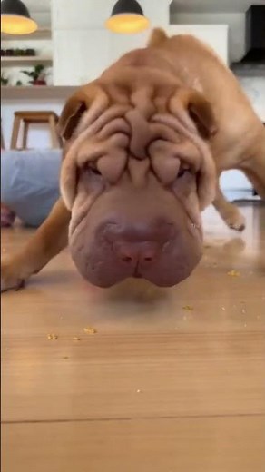 99% Will Laugh! Best Dog Vines Compilation 2025 🐶 Non-Stop Hilarious Moments