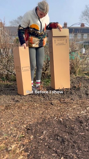 Me Rasps ‘av Arrived 😍 (erm why doesn’t a raspberry emoji exist? 👀) This is an autumn variety called ‘Autumn Bliss’ and it arrived looking healthy and raring to bare me its berry-foetuses 🤤 I chose autumn bliss because… ⚖️ Heavy cropper 🤡 Idiot-proof 🐛 Resilient to pests 🥶 Cold-tolerant If you’re after an easy-care, high-yielding, and simply scrumptious raspberry, ‘Autumn Bliss’ really is one of the best choices! #getyerraspsout | Wildly Chlo