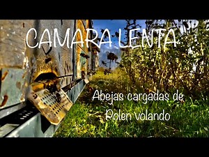 Abejas Volando Cámara Lenta Full HD