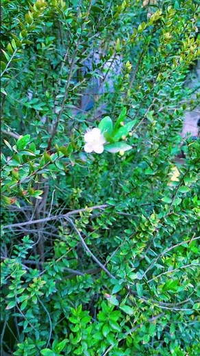 Flower of Myrtus communis Tree | The best shrub for sunny patios, terraces, and gardens