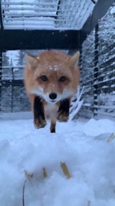 14K views · 411 reactions | Red fox at The Alaska Zoo | 푪풐풐풍 푪풓풆풂풕풖풓풆풔 | Facebook
