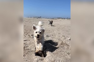 Woman Tries Filming Cute Dog Video—Then Realizes What She Actually Captured