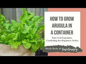 How to Grow Arugula in a Container - Part 2 of Container Gardening for Beginners Series