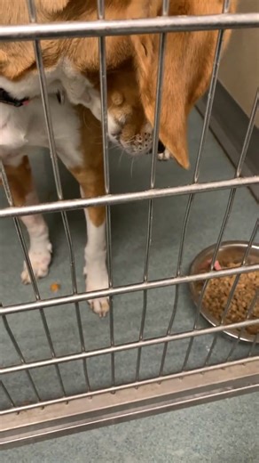 Let’s take a shelter tour at Richmond Animal Care & Control! Adoption fees are sponsored today 12-4pm. Come adopt a pet and save a life! #weareyourcityshelter | Richmond Animal Care & Control