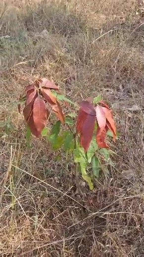 Bandhavgarh Tiger Reserve