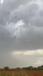 Somalia 🇸🇴 People with One nation, one culture,one religion and one language with the longest Sea in Africa 🌍 | The Voice of Africa