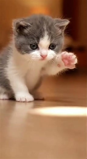 Light Chase｜光を追いかけて #cat #猫のいる暮らし