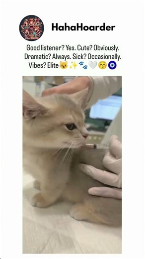 Meme Blitz: Rapid-Fire Laughs!