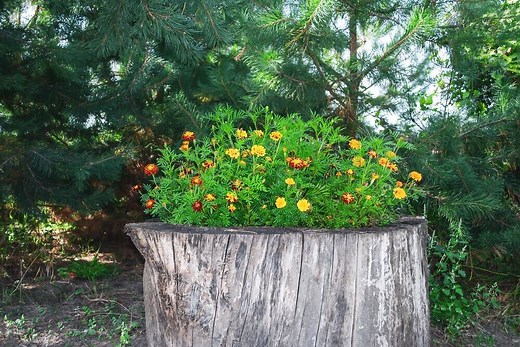 24 Creative Ways to Hide a Tree Stump In Your Garden