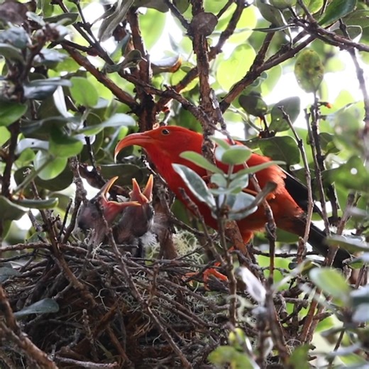 On behalf of the next generation. Across the islands, Hawaiʻi's conservation ʻohana is committed to the health of native ecosystems. We work with our partners to protect native forest birds and their habitat to ensure they have a future in their forest home. 🎥 ‘iʻiwi (ee-EE-vee) — Jack Jeffrey ʻiʻiwi calls added to the video #nature #wildife #hawaii #forest #birds #culture #together #love | Maui Forest Bird Recovery Project