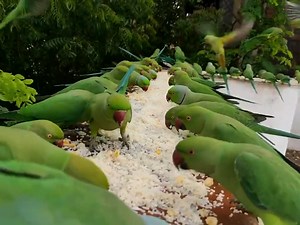 373K views · 12K reactions | Green coloured parrots to spot in indian jungles | BIRD 24 | Facebook