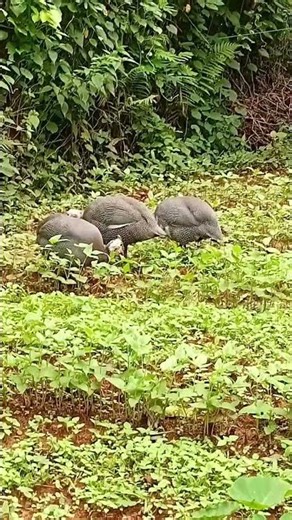 A video showing challenges in intergrated farming #freerangechickens #farming #farmparts #profarm