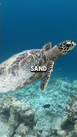 Climate Change Is Turning Turtles Female and Threatening Their Future #climatechange #wildlife