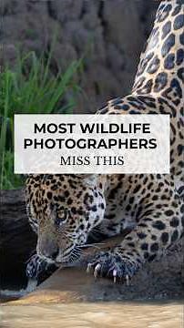 Most Wildlife Photographers Miss This