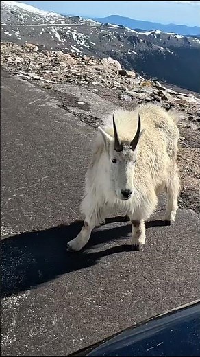 Mountain Goat On Mt. Evans Colorado #mountaingoat #mountaingoats #rockymountains #wildanimals