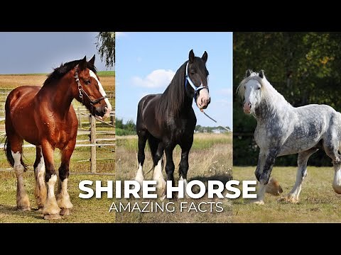Amazing Facts About Shire horse | Horse Breeding ‪@secret_animals‬