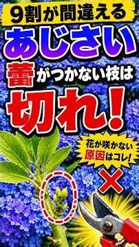 90% Get It Wrong! Hydrangeas: Should You Prune Stems That Won't Bloom? June Care Tips to Ensure N...