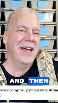 Why ball pythons strike when feeding, a simple fix!
