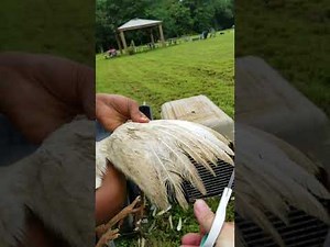 How to Clip Guinea Fowl wings so they can't fly over fencing. And a zebra!