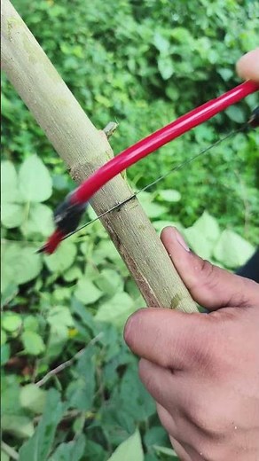 Ultimate Guide to Tree Felling with Manual Tools #cuttingskills #shorts #saw #Ari #forest