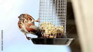 House sparrow in outdoor grabbing food from feeding cage.Closeup of one Eurasian tree sparrow bird perched on hanging suet cake feeder cage mounted on window.